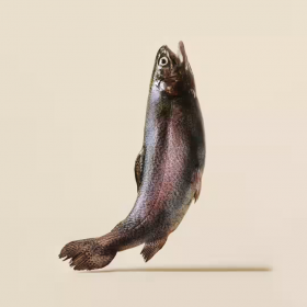 Ултра премиум суха храна за кучета Carnilove TRUE FRESH Fish & Turkey Dry Dog Food с 34% прясна риба и 26% прясно пуешко месо 1,5 кг